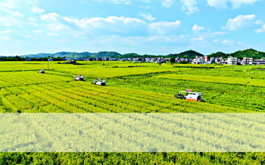 立法為加快廣東種業(yè)發(fā)展保駕護航