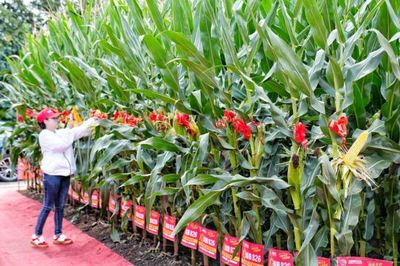 直擊農(nóng)博 | 氛圍火爆!百名主播駐場推介優(yōu)質(zhì)農(nóng)資