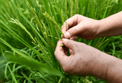 種業(yè)越來(lái)越"香"!但這事不能盲目&rarr;