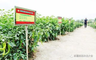 最后20天 搶占 新疆種業(yè)市場(chǎng),錯(cuò)過(guò)再等一年