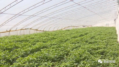 聯(lián)豐種業(yè) 中國(guó)辣椒 的第一品牌