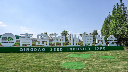 青島種業(yè)博覽會(huì)室外展區(qū)揭秘 國(guó)內(nèi)外名優(yōu)品種驚艷亮相