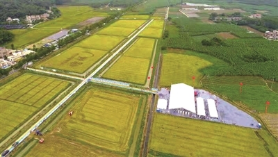 增城出臺扶持措施 大力度支持種業自主創新